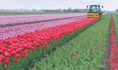 荷兰花卉业，美丽更有竞争力（他山之石）市